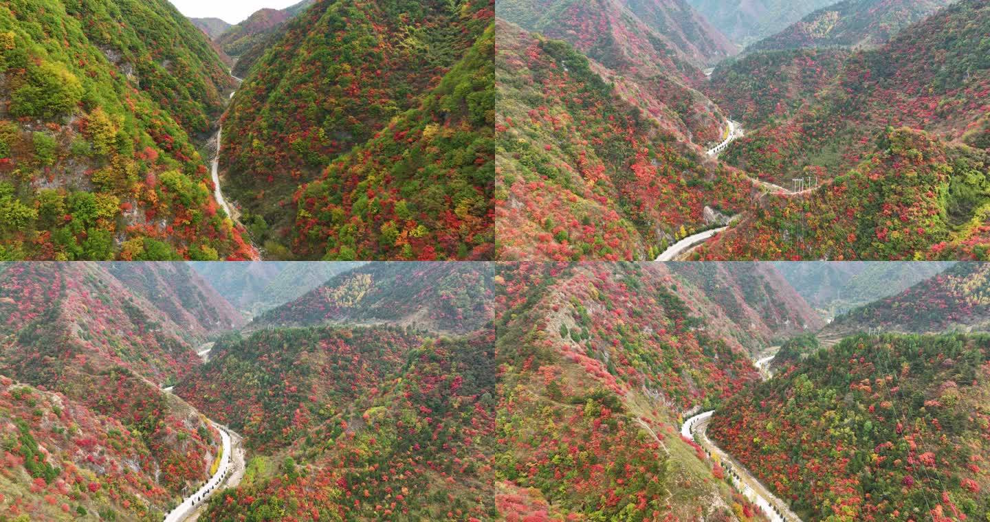 大山里满山红叶群山航拍空镜4