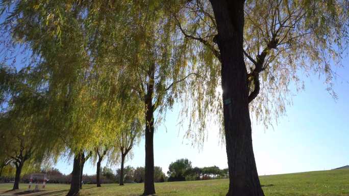 阳光透射公园树林柳树小清新宁静
