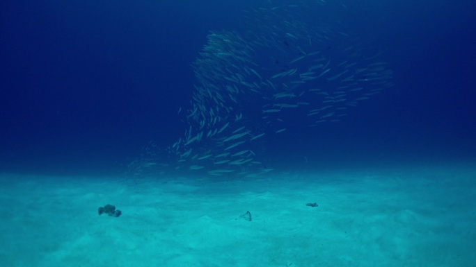 自由潜拍摄海底海狼群