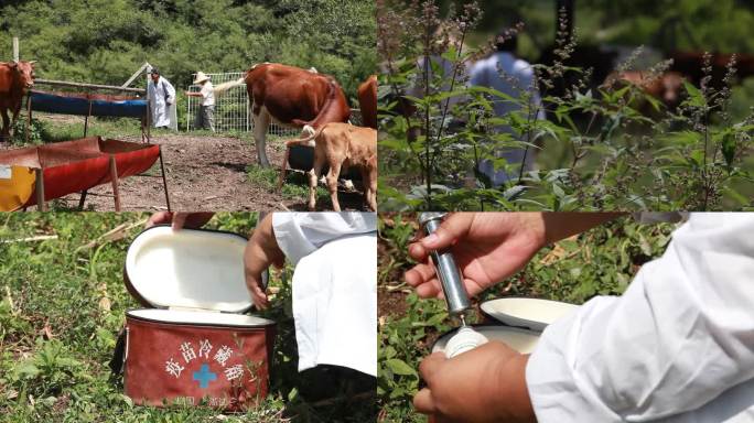 兽医拿着医药箱赶到农场急救