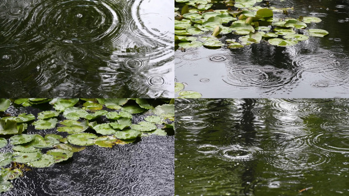 1080升格雨天的睡莲合集10个