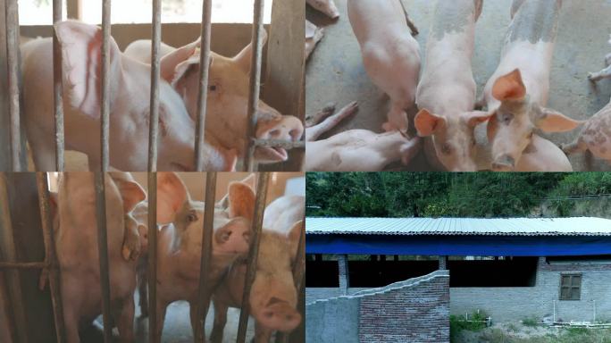 4K土猪养殖圈养猪瘦肉猪农村猪栏养猪场