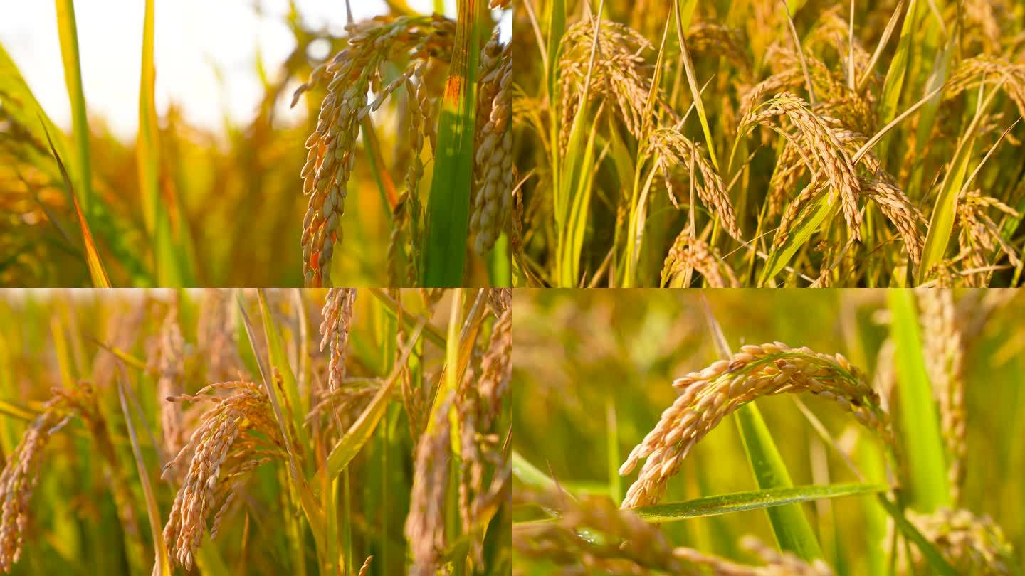 4K高清唯美农场成熟水稻丰收金灿灿的水稻