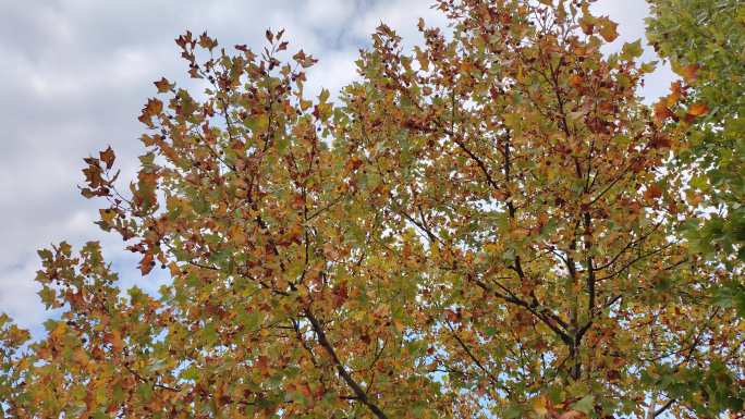 秋天微风中摇曳的树叶