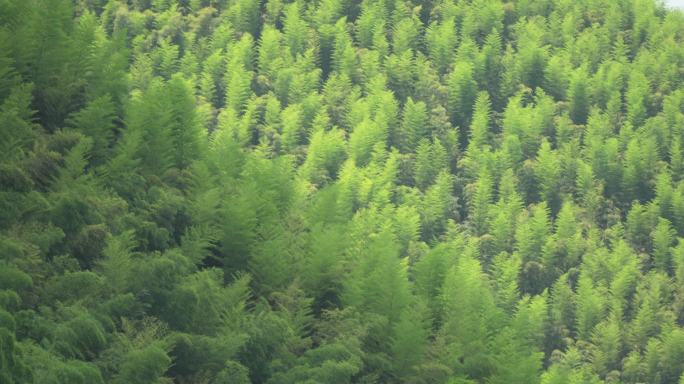 竹林山树林地面空镜