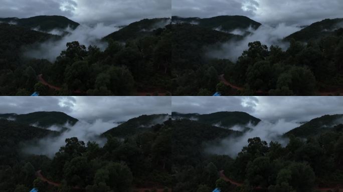 云海航拍 元气森林 雨后森林