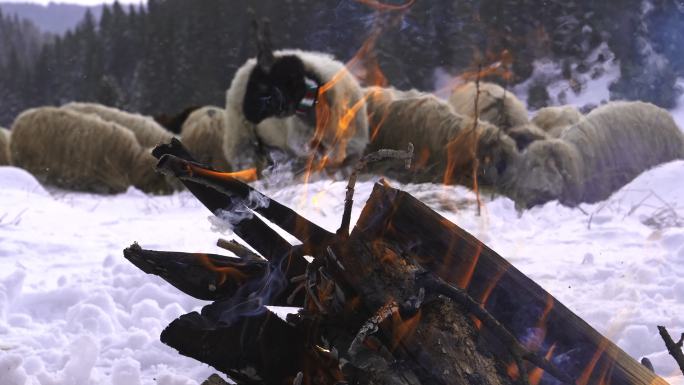 养羊。牧羊人在雪地里生火，近距离。