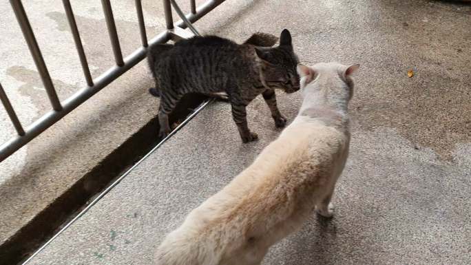 两只野猫准备打架对峙撕咬