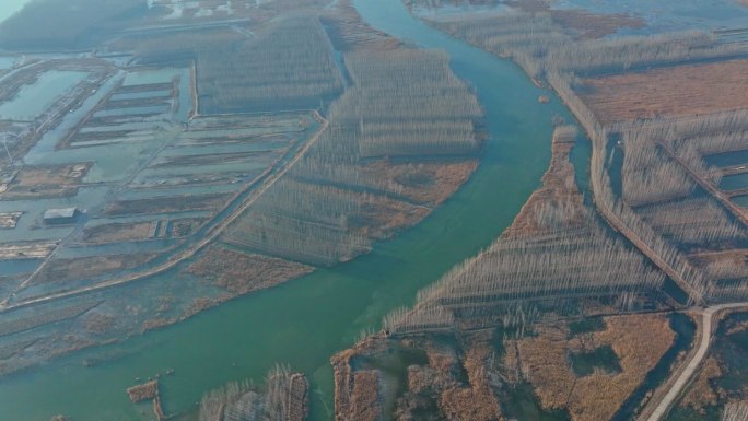 实拍山东泰安东平芦湿地公园芦苇荡