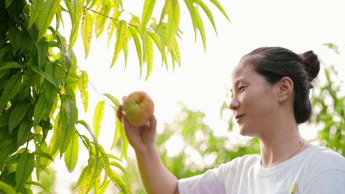 黄桃采摘水果丰收