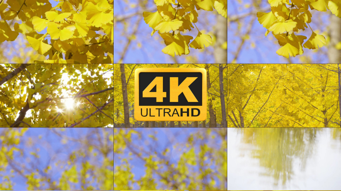 原创4k金秋银杏林视频素材