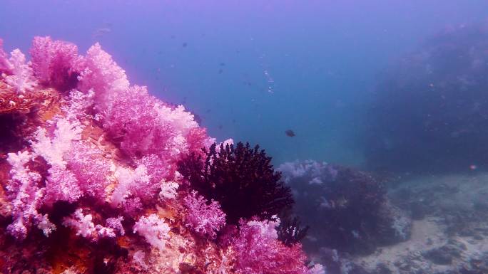 壮丽的软珊瑚花园和热带海水中的文塔丽娜峡谷的水下海景，还有成群的小鱼