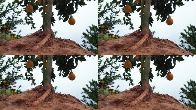 稀土土壤种植的赣南脐橙