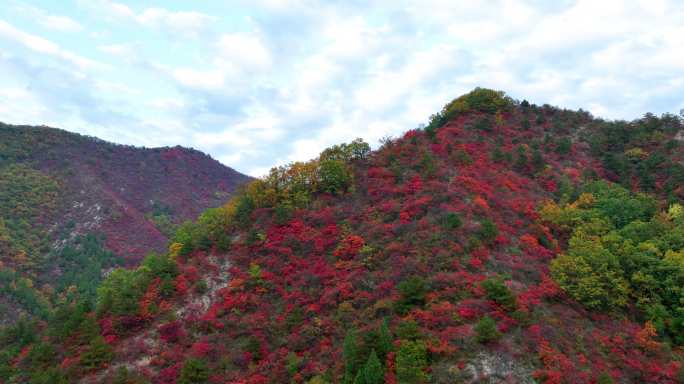 大山里满山红叶群山航拍空镜11