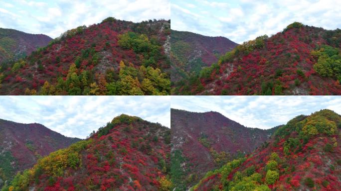 大山里满山红叶群山航拍空镜11