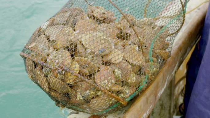 出海捕捞扇贝 牡蛎素材