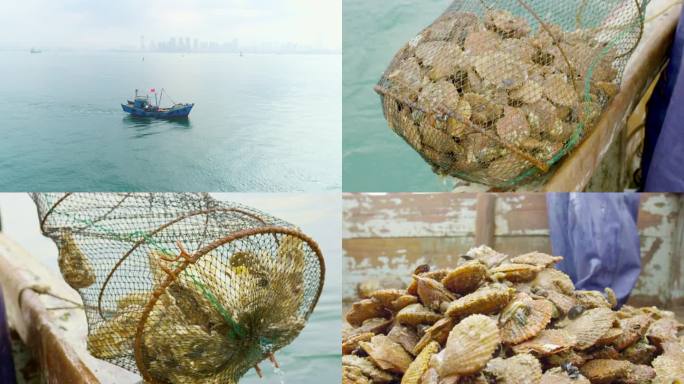 出海捕捞扇贝 牡蛎素材