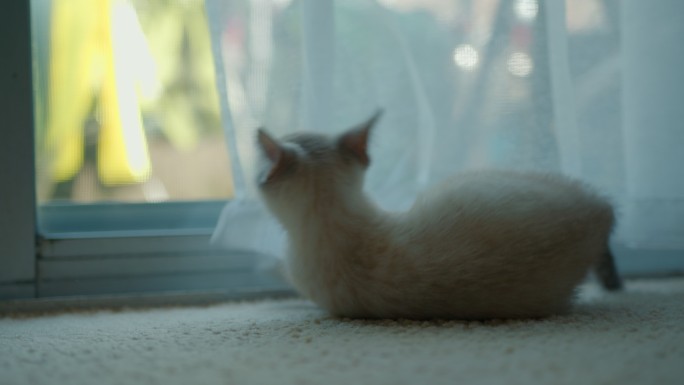 玩窗帘的小猫温馨家庭宠物