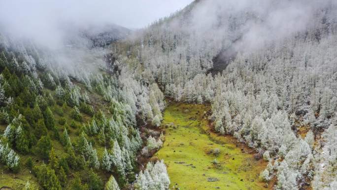 突如其来的大雪把森林和草原染成了白色