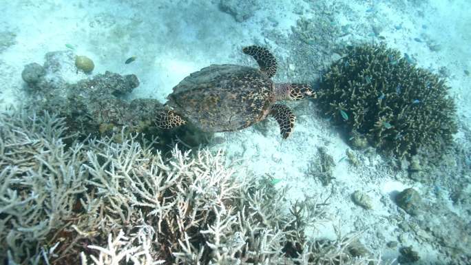 自由潜水拍摄海龟在珊瑚旁游动