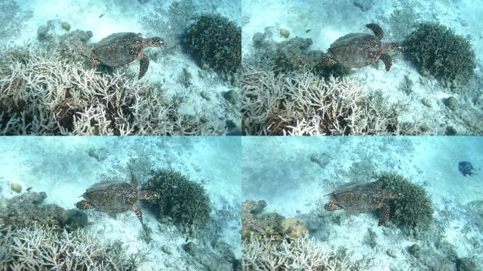 自由潜水拍摄海龟在珊瑚旁游动