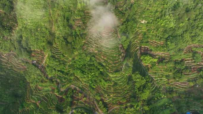 福建高山生态茶园航拍