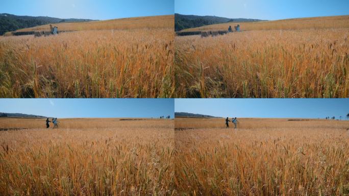 农业麦田视频云南楚雄青年走在金色麦田里