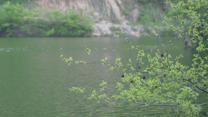 水边绿树
