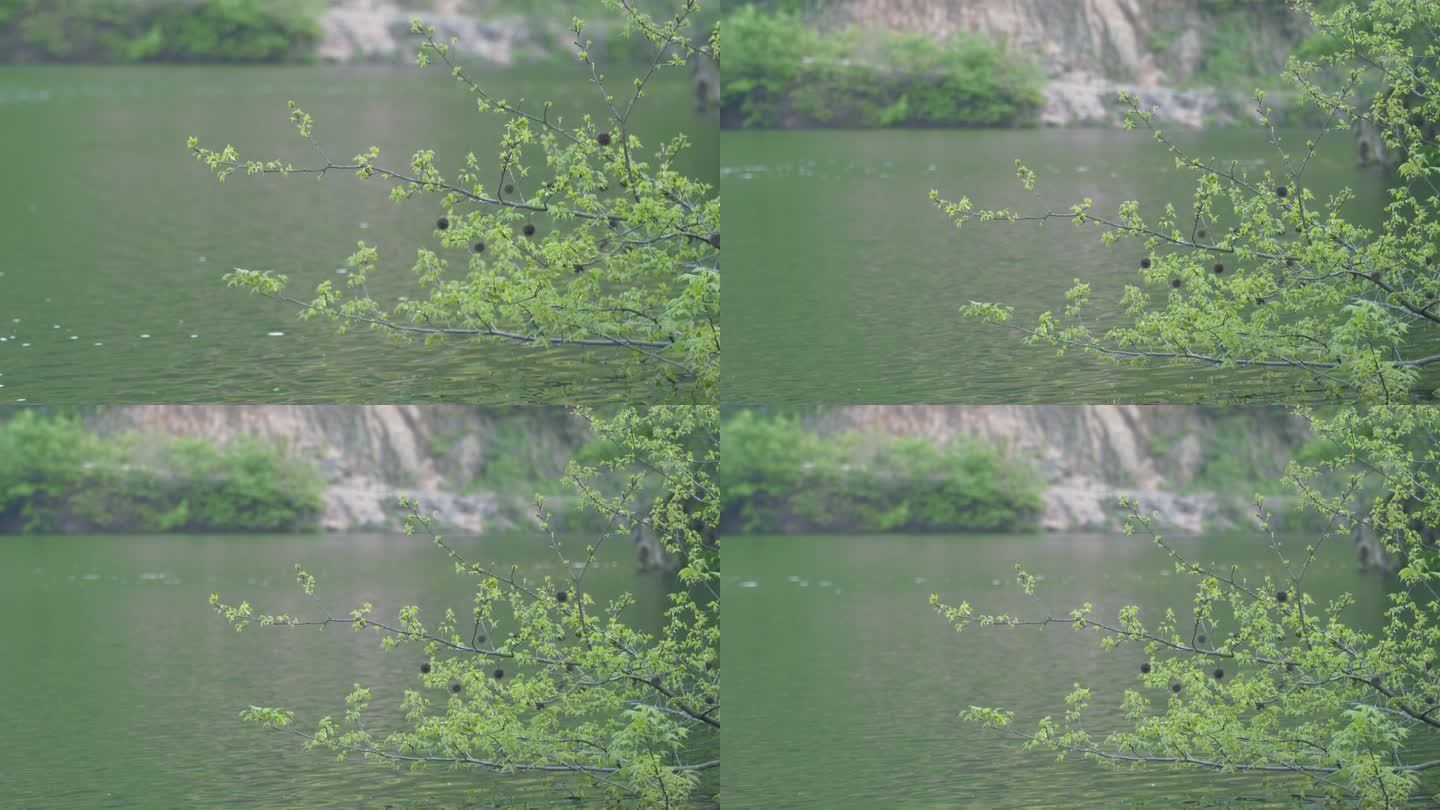 水边绿树