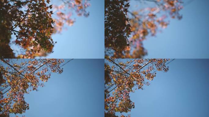 多彩的秋天枫叶秋天唯美红叶红色彩色树叶蓝