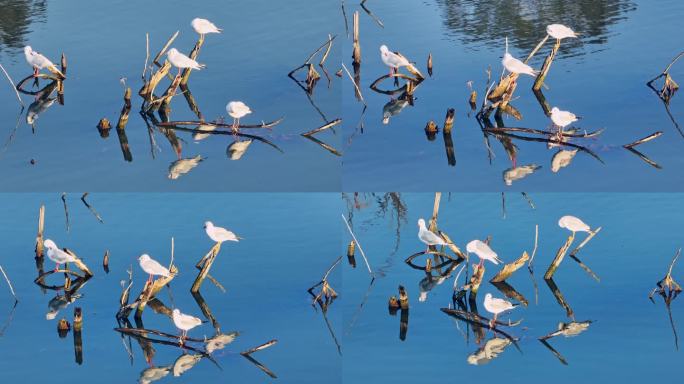 湖面上休息的海鸥