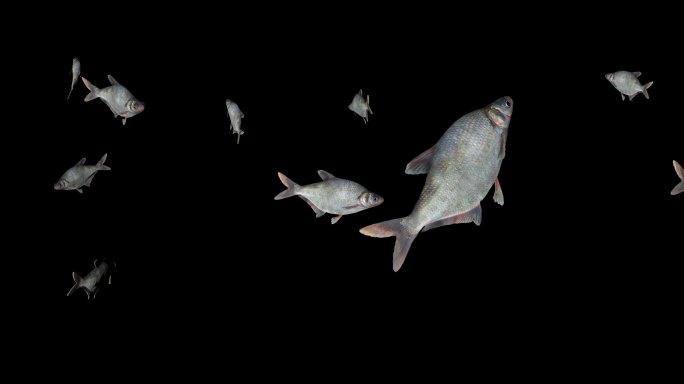 鳊花鱼鱼群游动动画透明通道素材