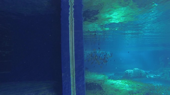 海洋公园 鱼群游动 水下拍摄 海洋馆