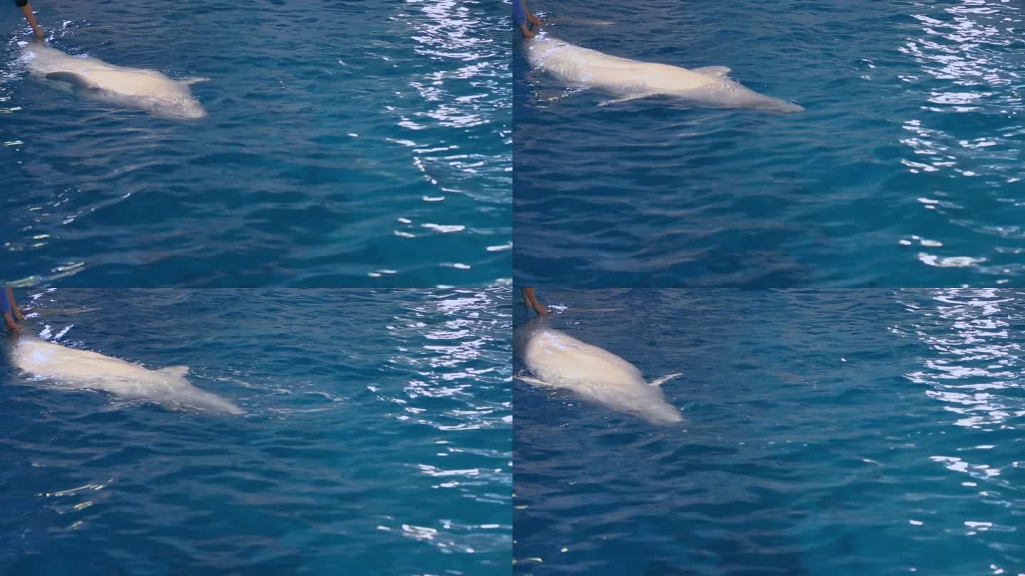 海洋馆 白鲸 动物驯养 海洋公园