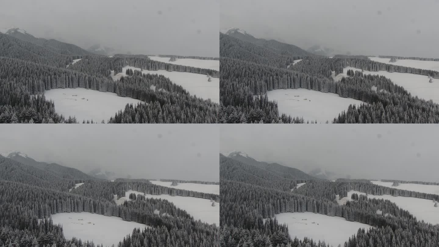 新疆 冰雪 松树 天山 滑雪