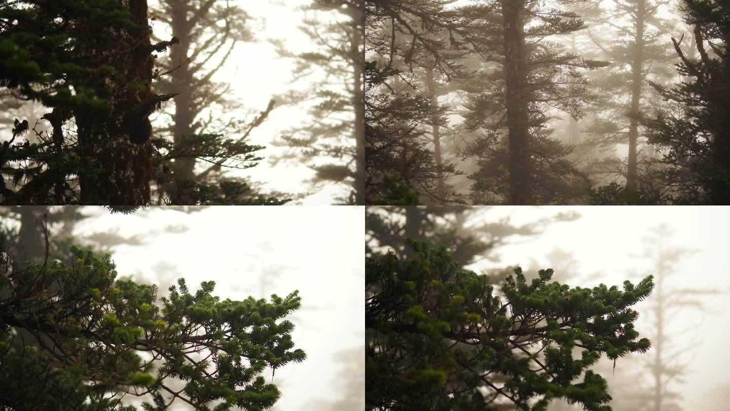 大雾中的松树