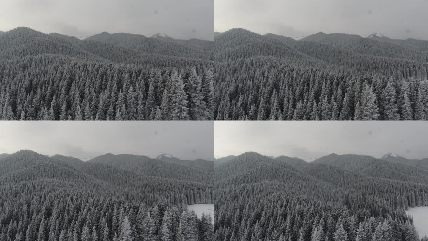 新疆 冰雪 松树 天山 滑雪