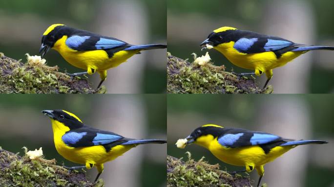 蓝翅山地Tanager