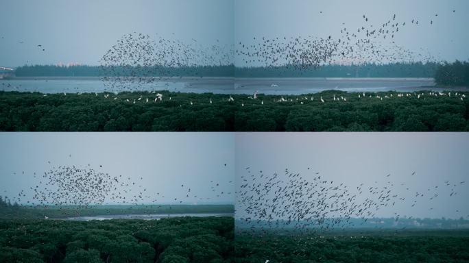 湿地鸟浪-升格动画