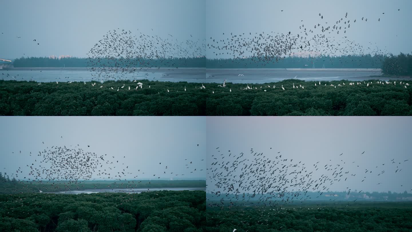 湿地鸟浪-升格动画