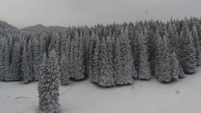 新疆 冰雪 松树 天山 滑雪