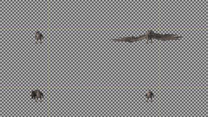 老鹰动画三维动物带通道