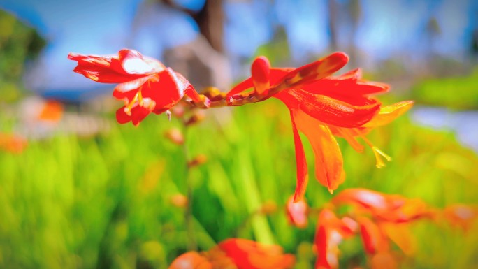 香草 观音兰