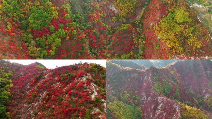 大山里满山红叶群山航拍空镜13