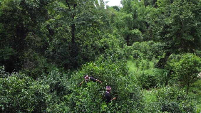 云南茶园 古树人工采茶 4k高清