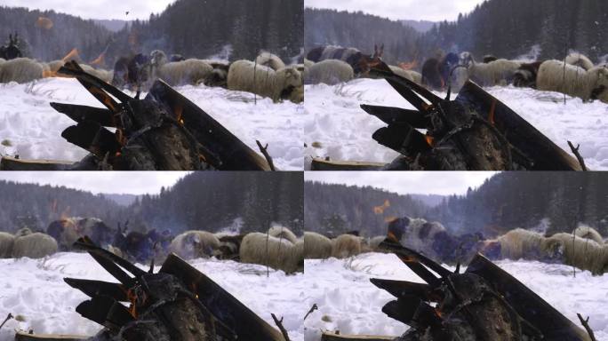 养羊。牧羊人在雪地里生火，近距离。