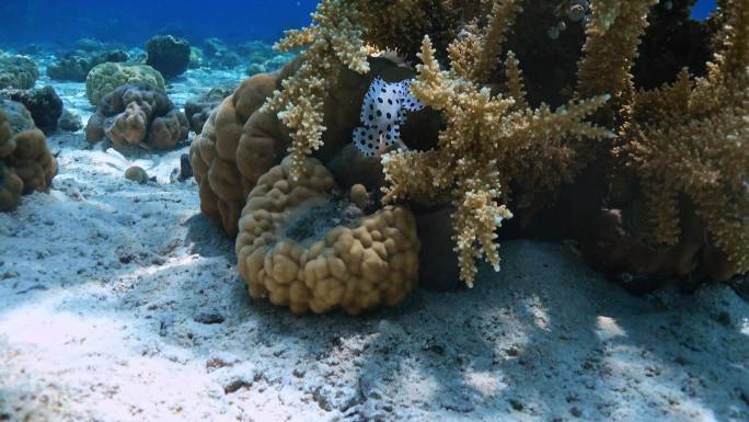海底世界白色波点鱼和珊瑚