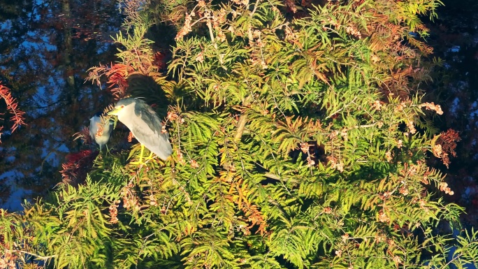 杉树上的水白鹭