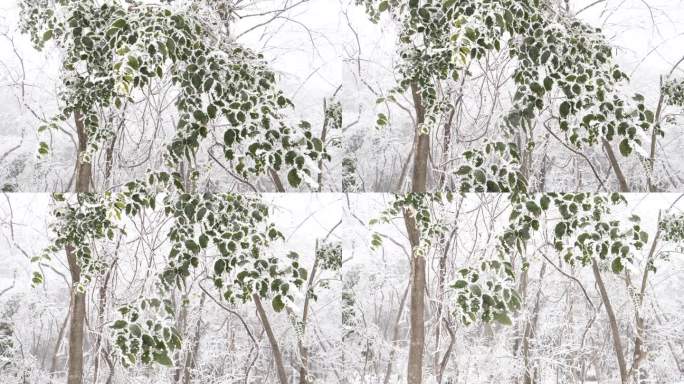 冬季的张家界国家森林公园，湖南，中国