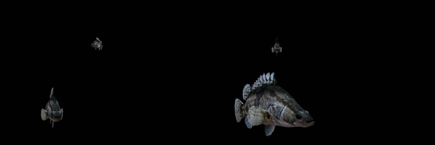 鳌花鱼向前游动画透明通道素材